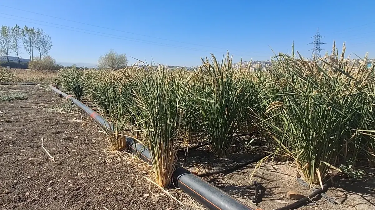 damla sulama ile celtik uretiminde su tasarrufu cm7Xcn9P