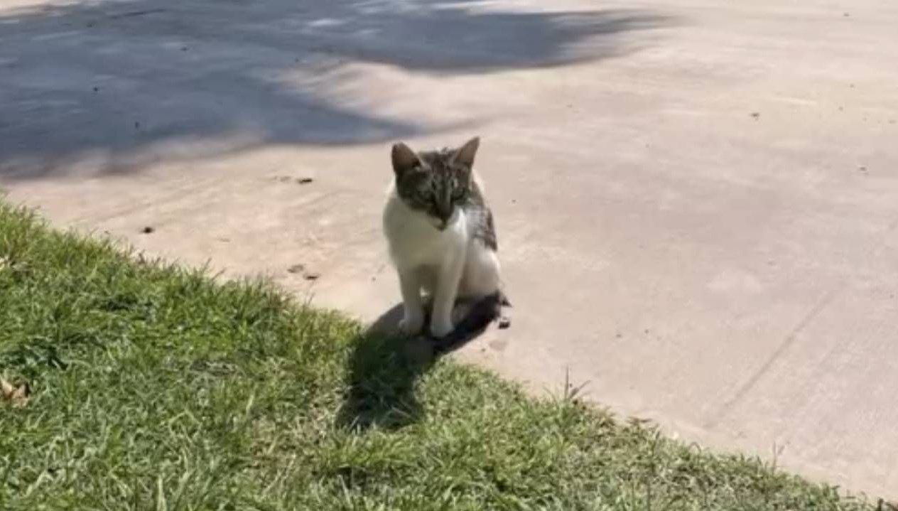 denize dusen kedi kurtarildi eKmUhYNG