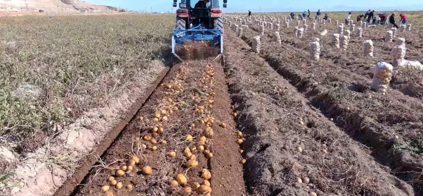 erciste kislik patates hasadi basladi CWMze8lD.jpg