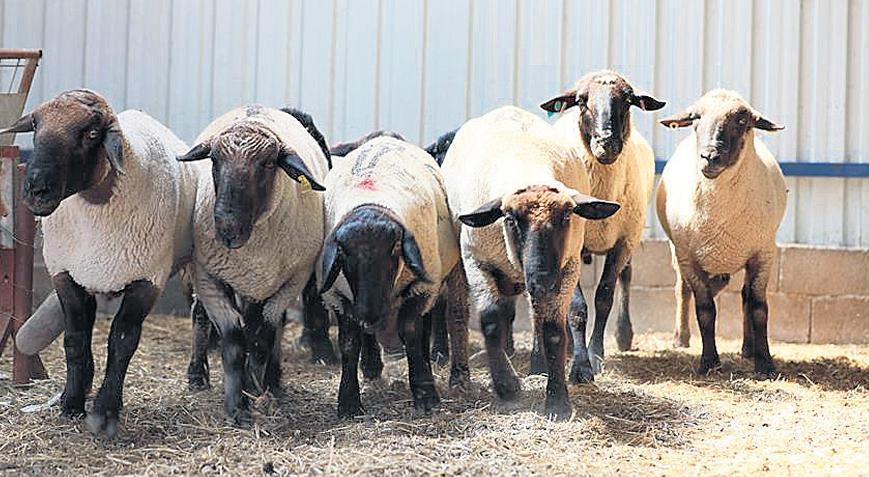 ette balikesir kuzusu oyunu 8sGkgYSJ.jpg