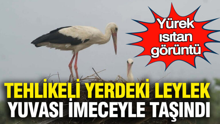 yurek-isitan-hikaye-tehlikeli-yerdeki-leylek-yuvasi-imeceyle-tasindi-S2LgsMiW