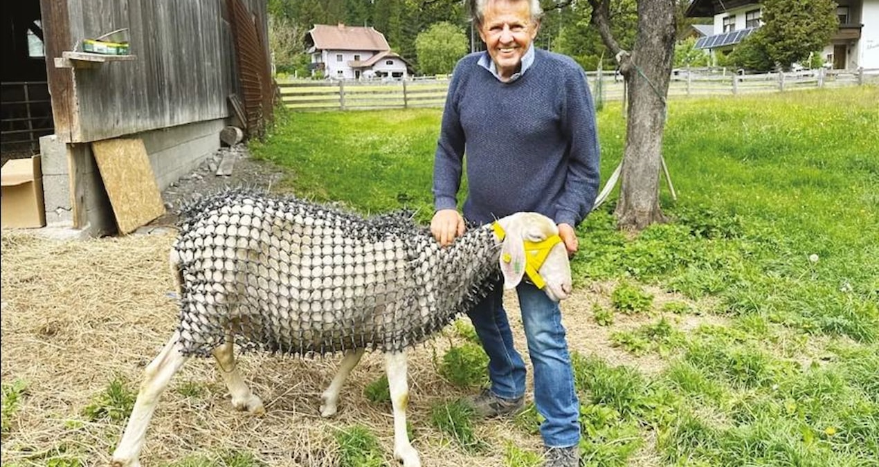 3 yıl boyunca durmadan çalıştı: Koyunlarını şövalyeye çevirdi