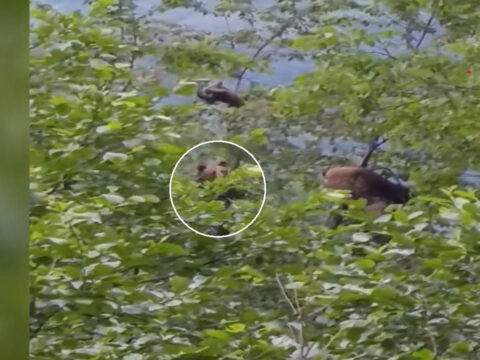 Mevsimlik isci degil trabzonda kiraz ziyafeti HIaOCiFF