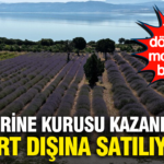Yagi yerine kurusu kazandiriyor yurt disina satiliyor 1500 donumde mor hasat basladi 8dyPDCXs